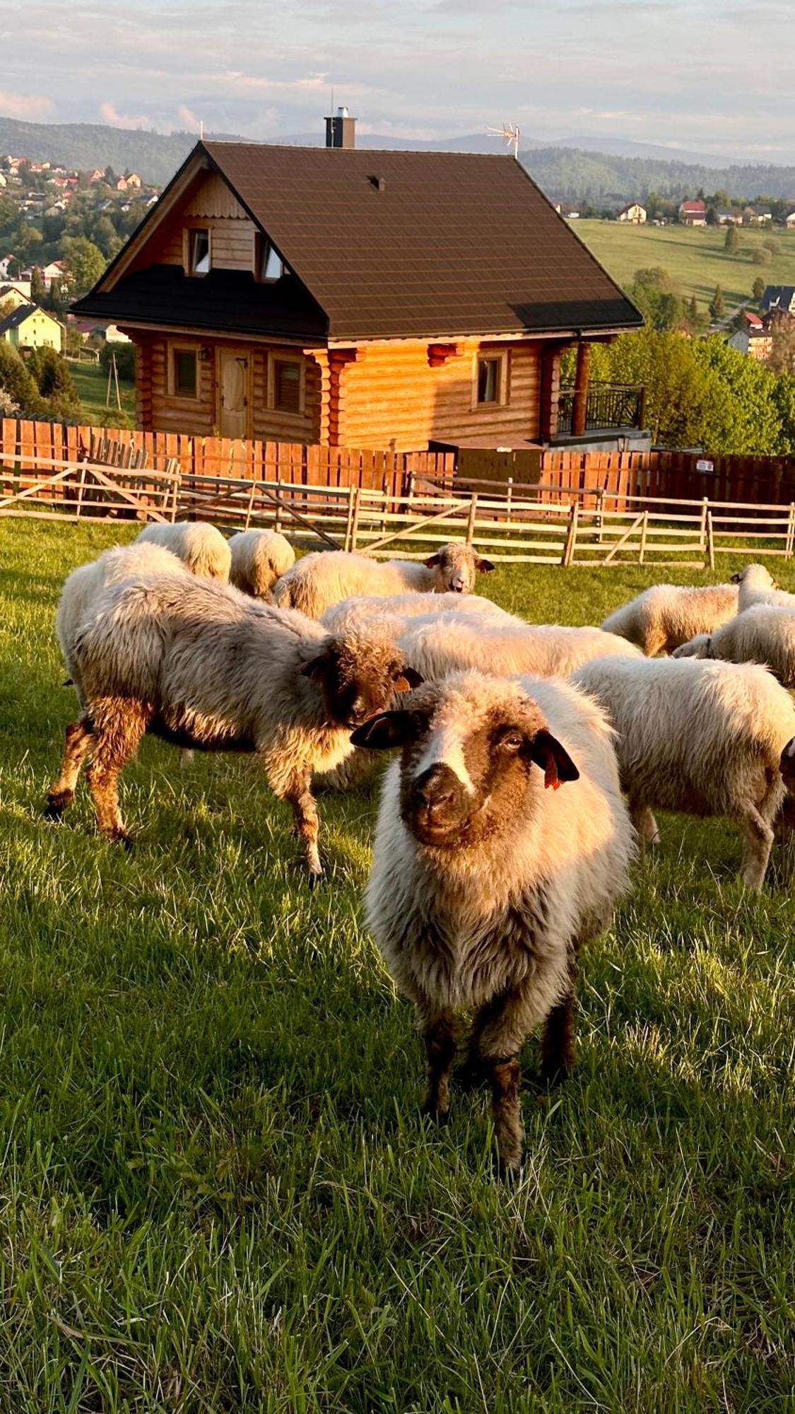 Zloty Gron Log Houses & Apartments อิสเตบนา ภายนอก รูปภาพ